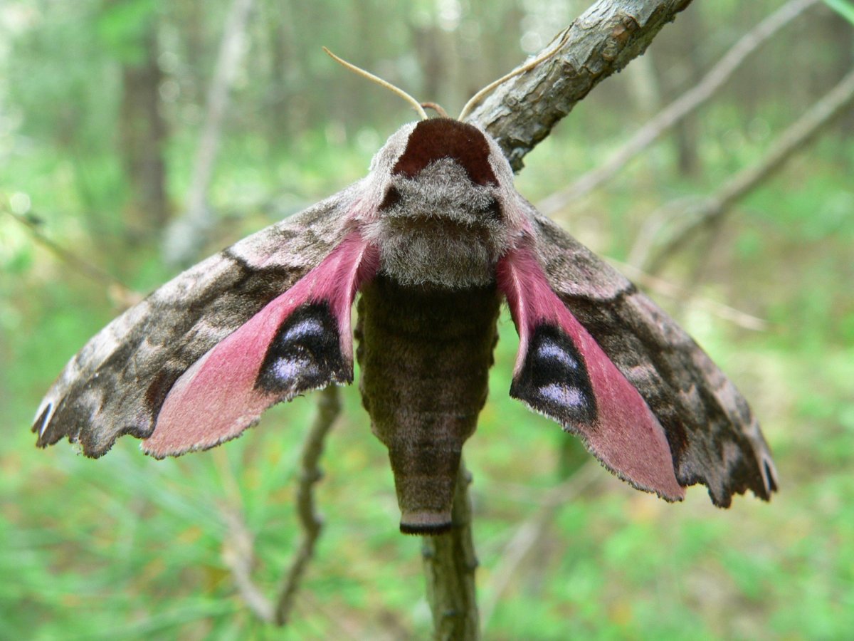 Pergesa (Deilephila) elpenor Linnaeus