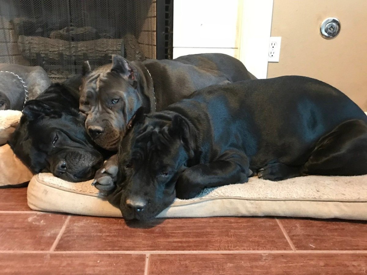 Кане Корсо и ротвейлер