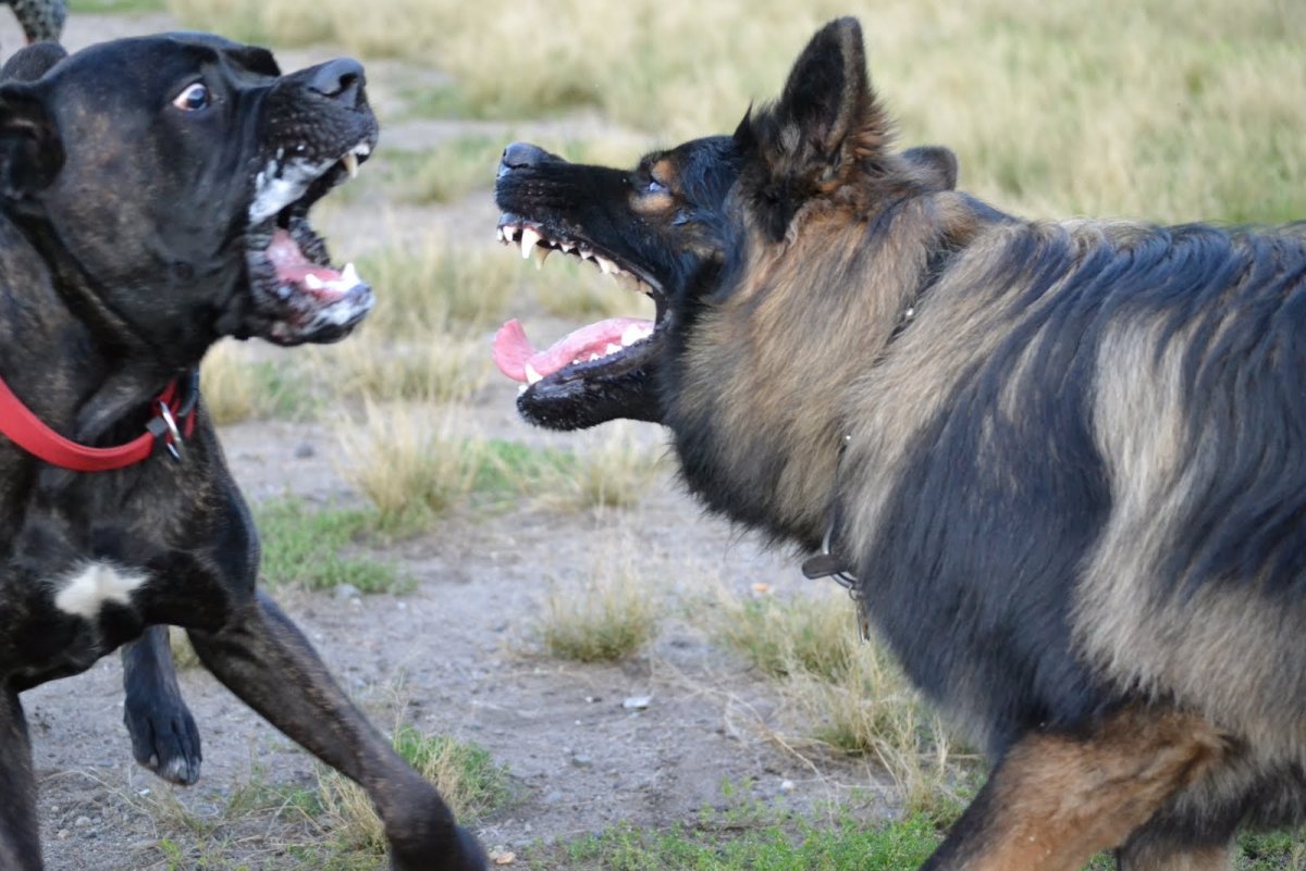 Доберман питбуль Кане Корсо