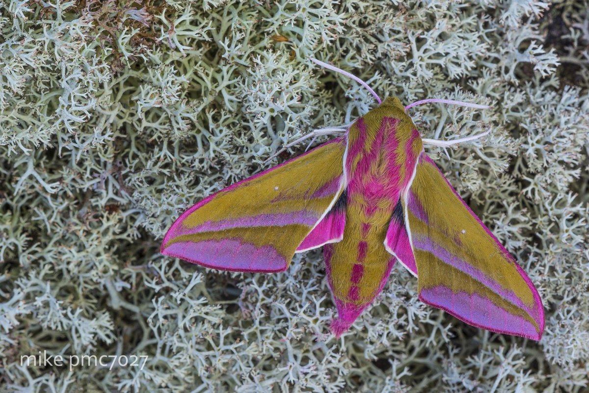 Бражник глазчатый гусеница