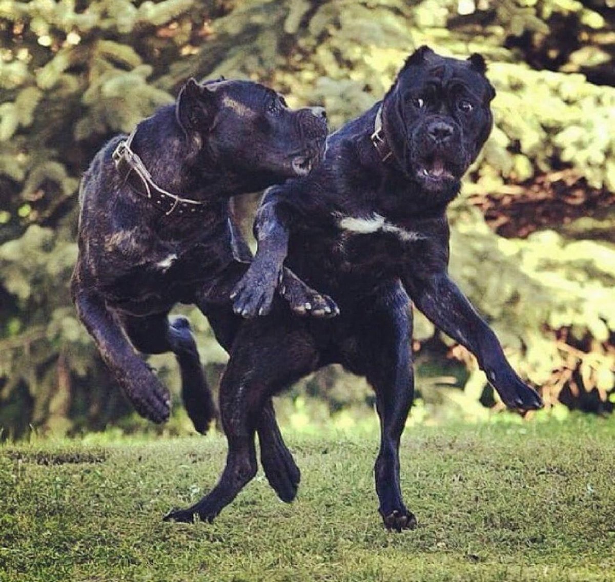 Канарский мастиф