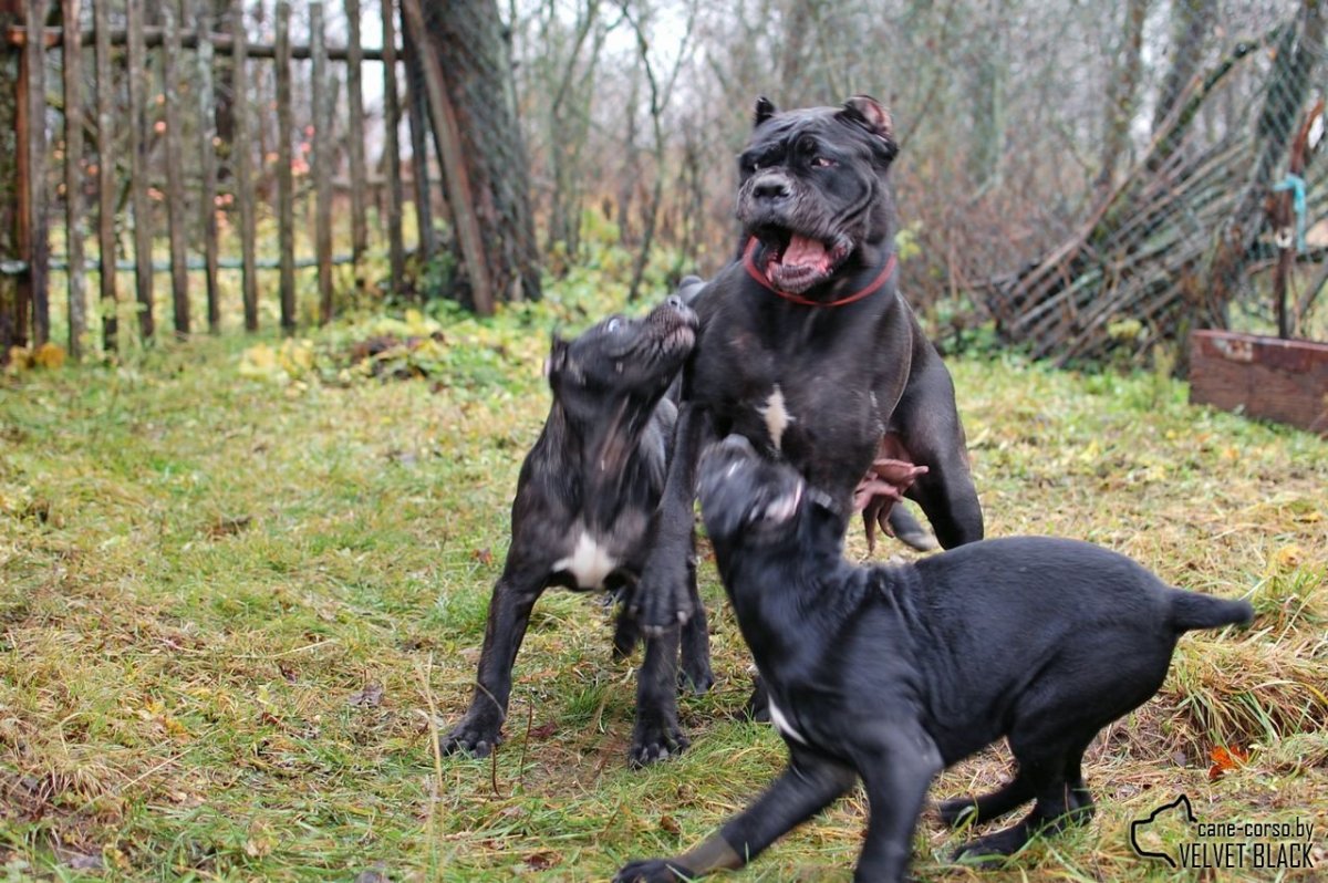 Кане Корсо vs ротвейлер