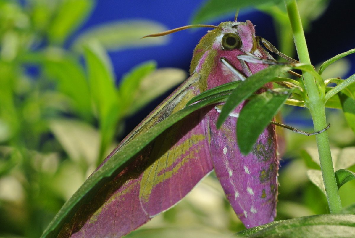 Винный Бражник бабочка