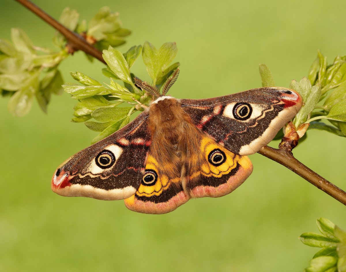 Ночная бабочка насекомое Бражник