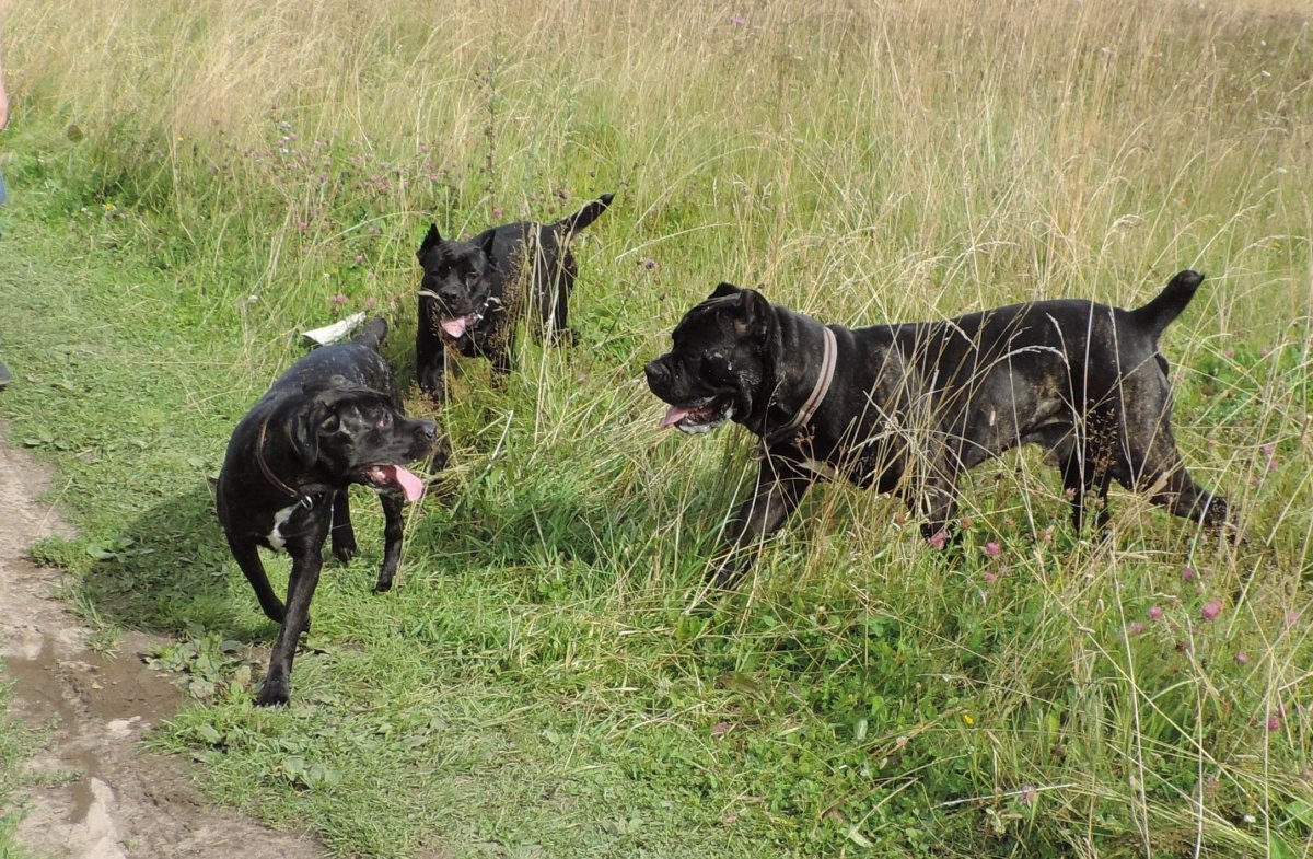 Американский мастиф Кане Корсо