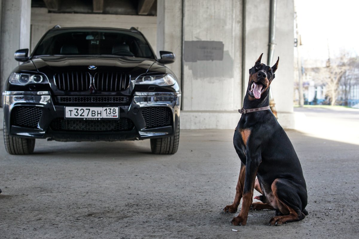 Доберман Дины Саевой