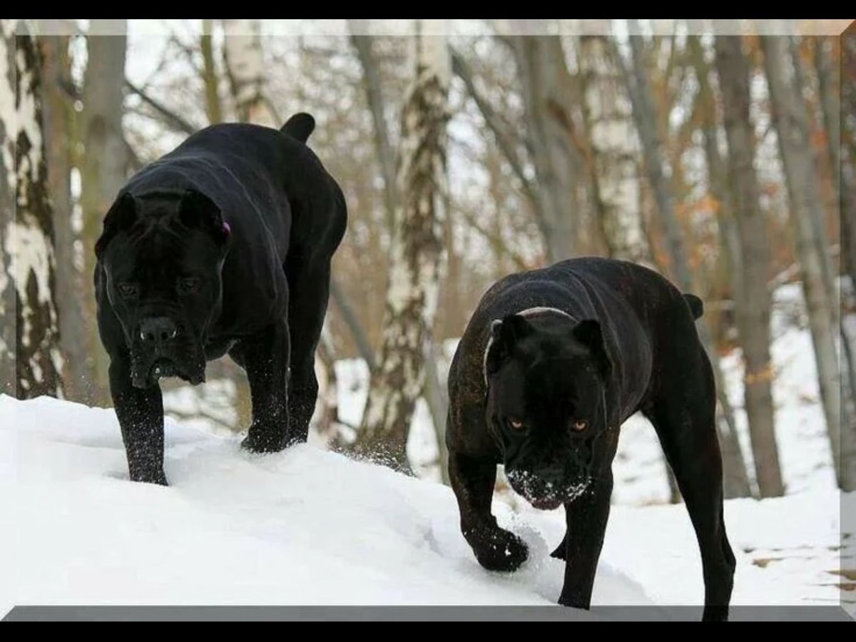 Кане Корсо и Доберман