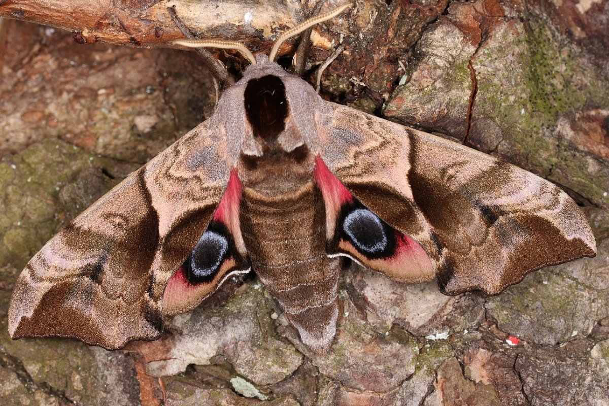 Papilio Troilus гусеница