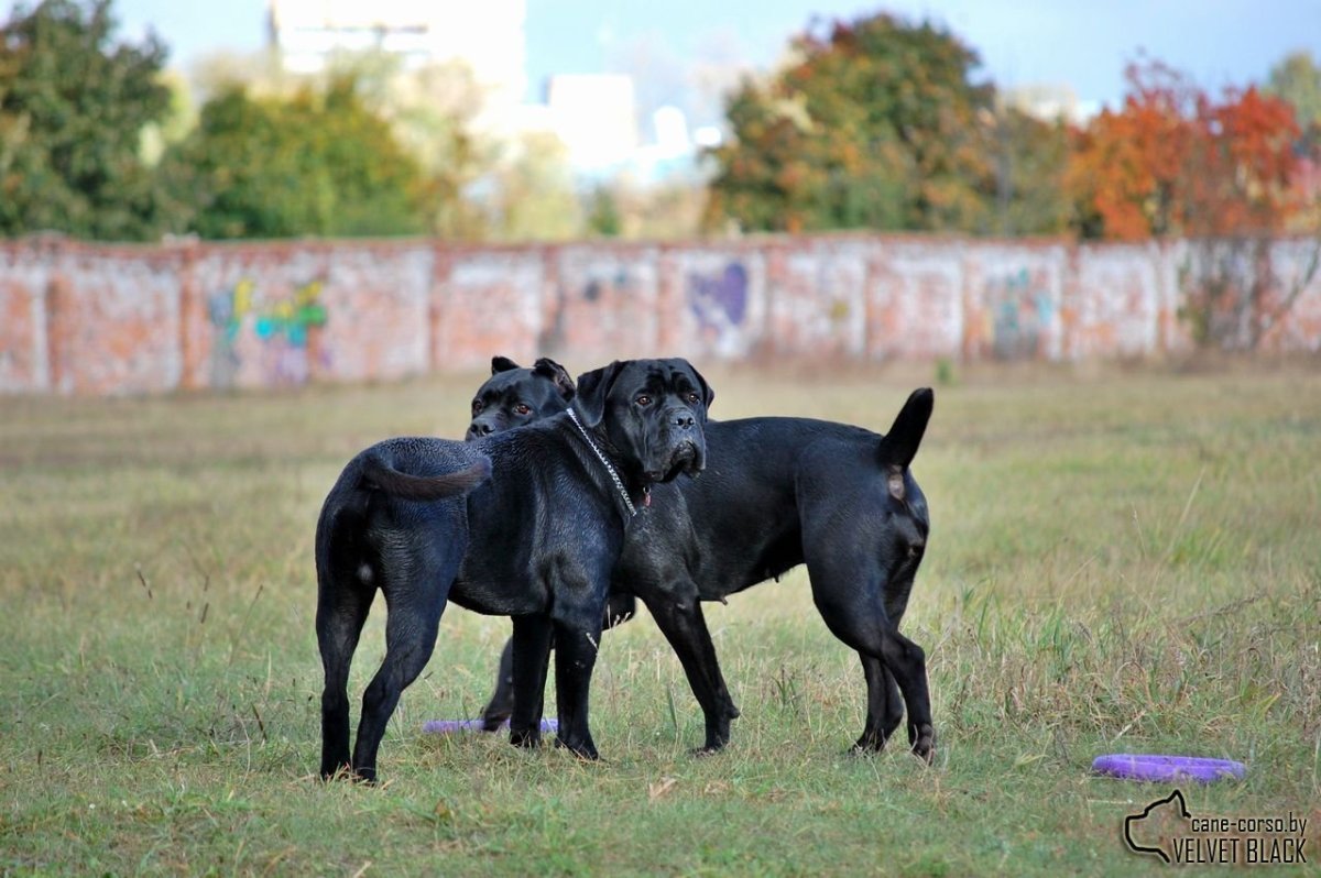 Метис добермана и Кане Корсо