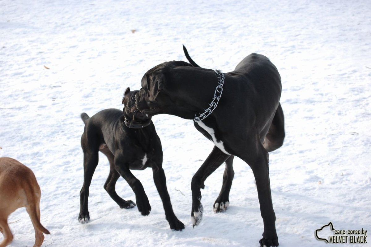 Кане Корсо и Доберман