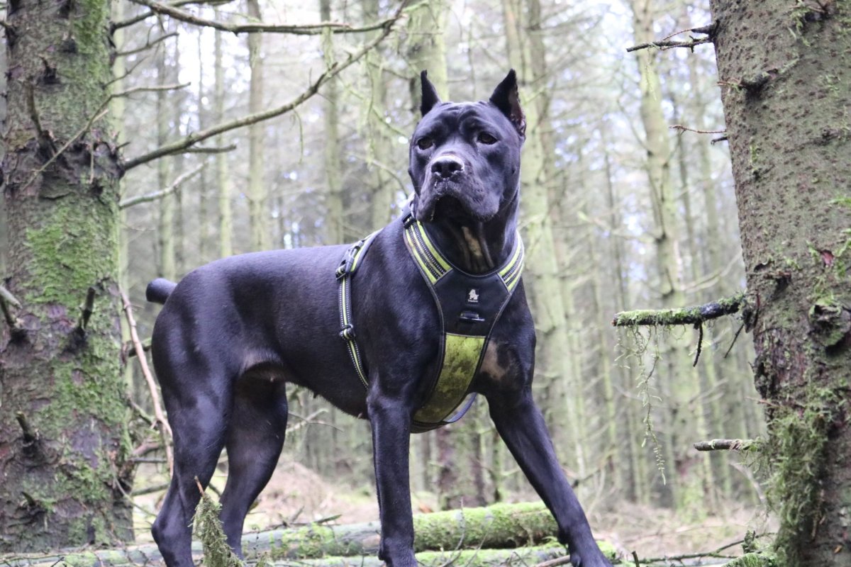 Помесь добермана и Кане Корсо