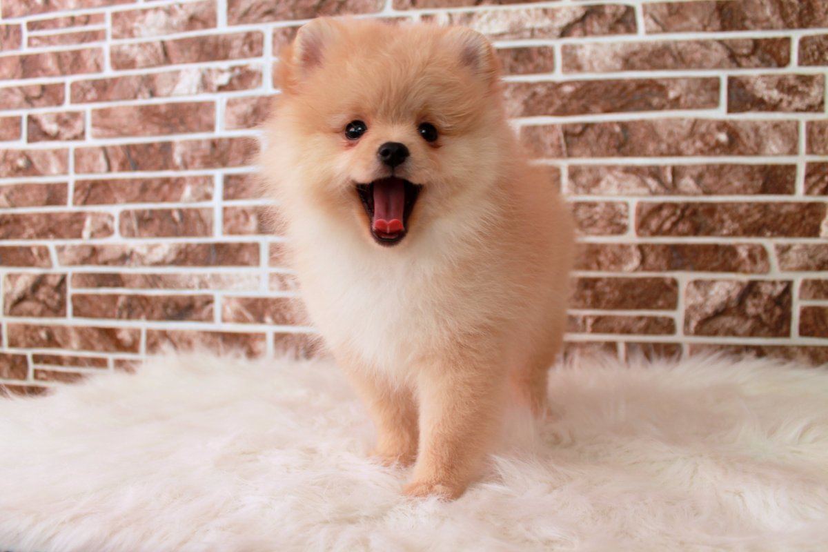 Шпиц померанский карликовый белый