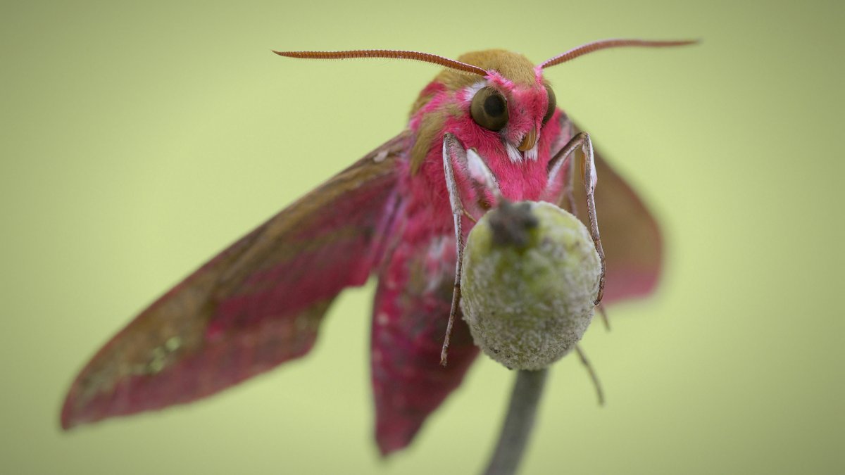 Бражник линейчатый