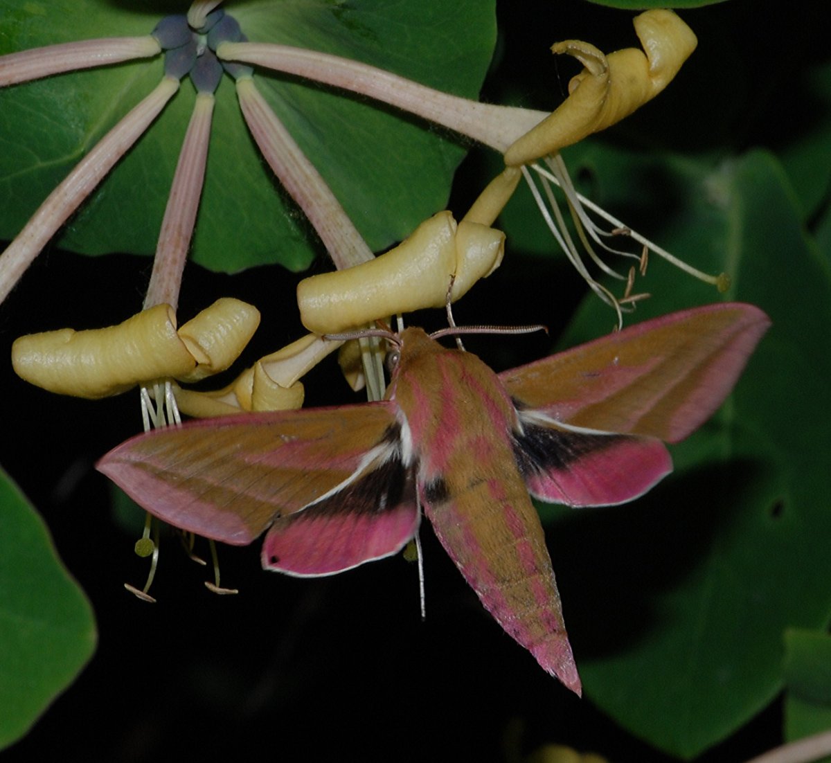 Бабочка Saturnia Pavonia