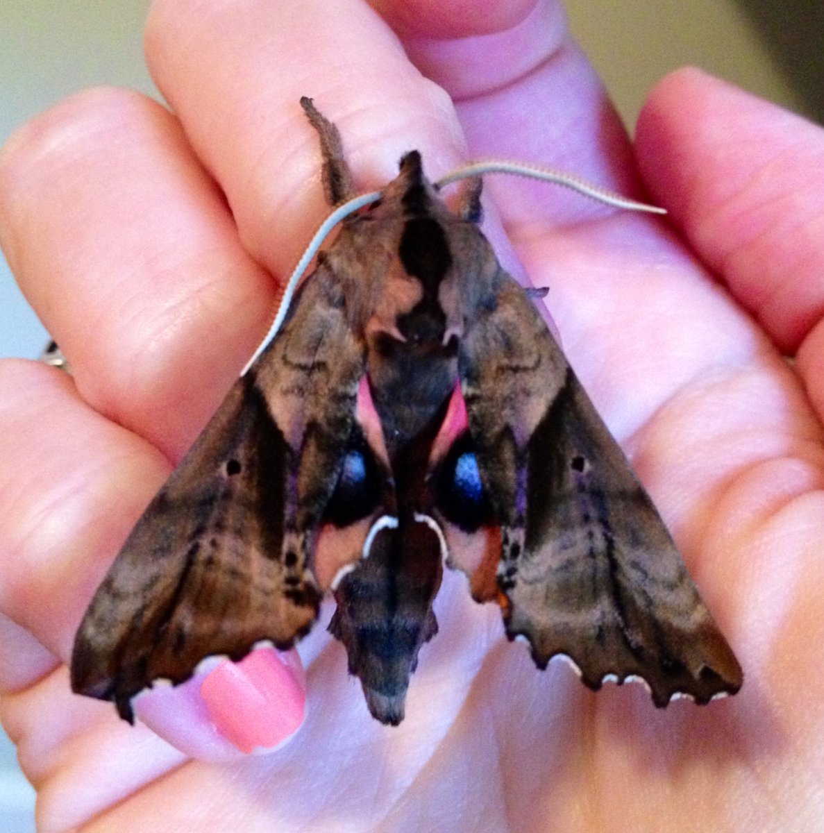 Гусеница БРАЖНИКА бирючинного