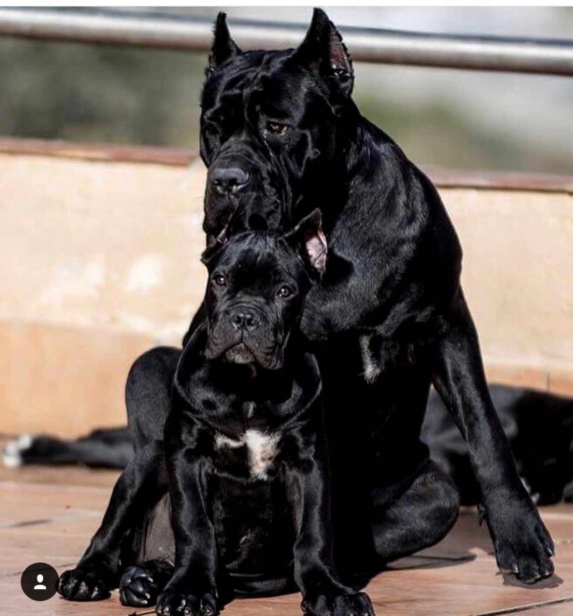 Кане Корсо и Доберман