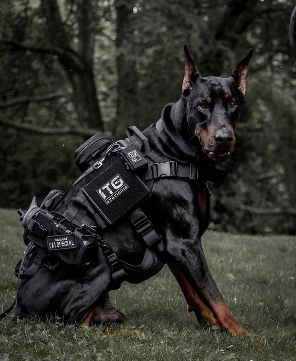 Метис Кане Корсо и питбуль