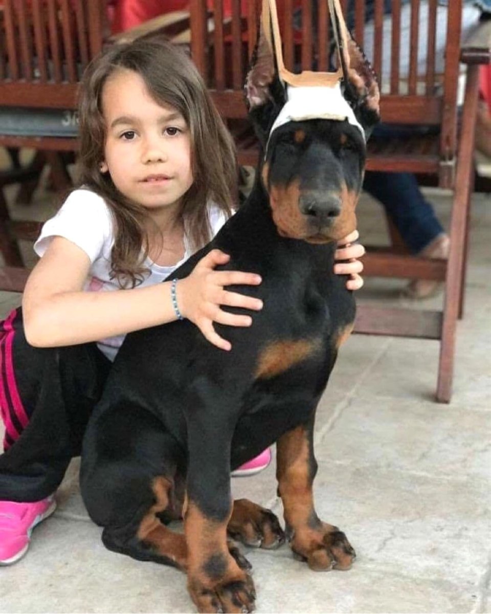 Собака Доберман