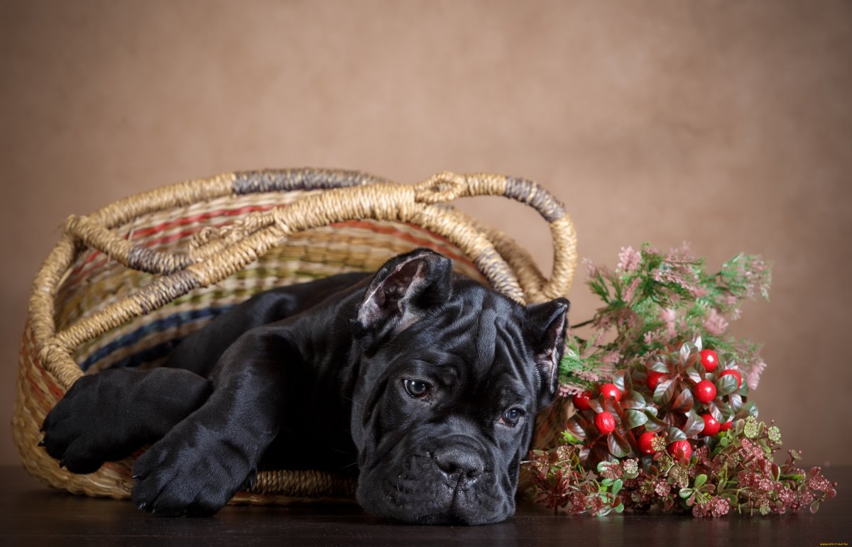 Американский стаффордширский терьер черный