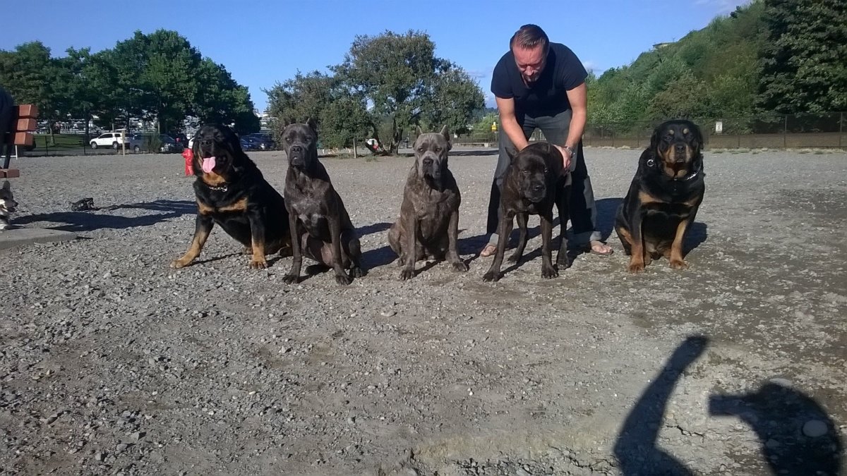 Американский стаффордширский терьер черный