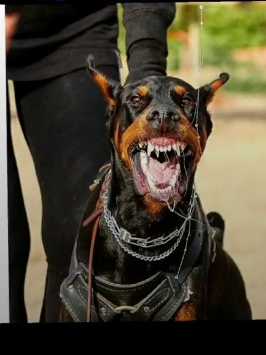 Ротвейлер ЗКС