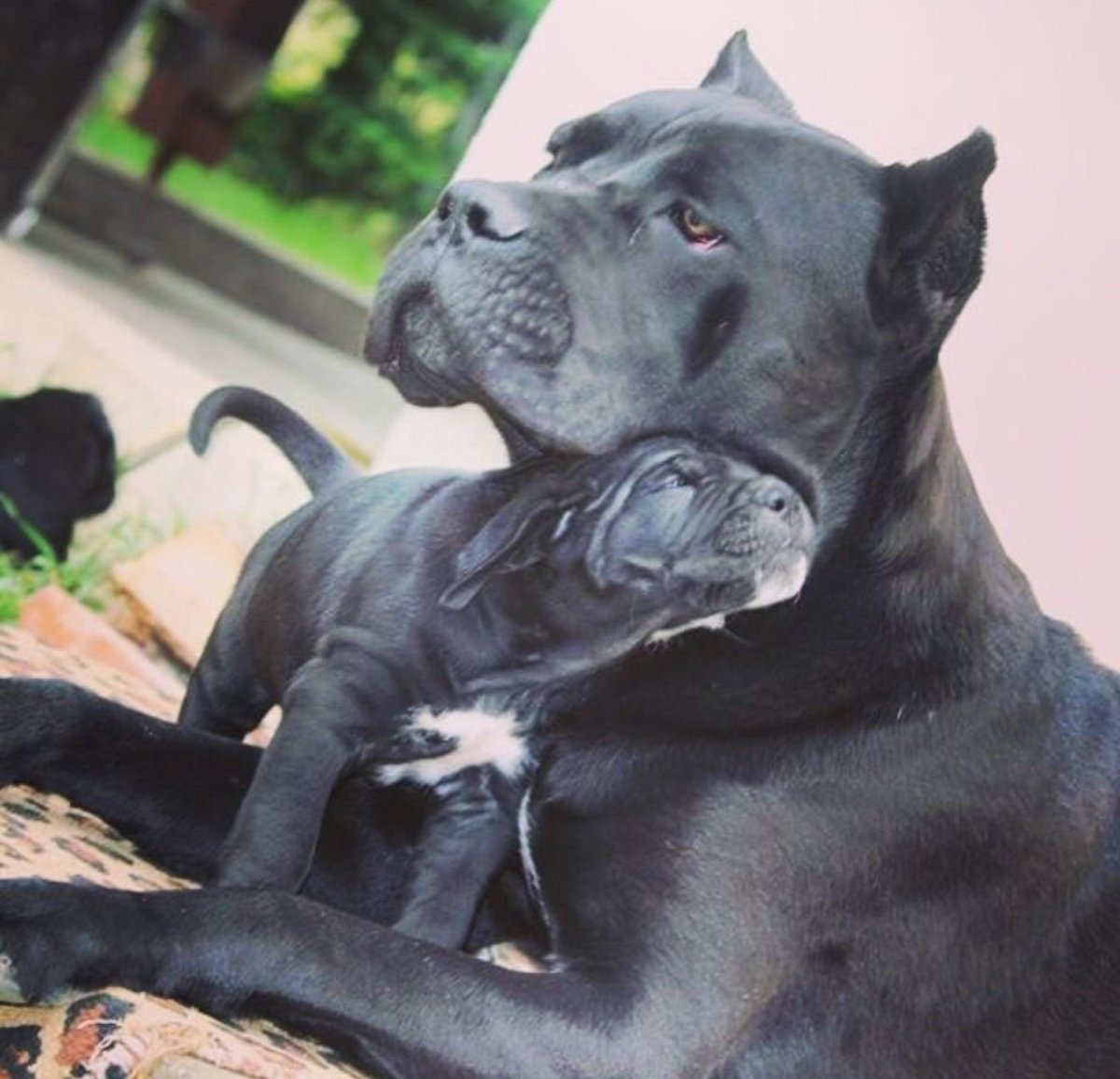 Кане Корсо итальяно