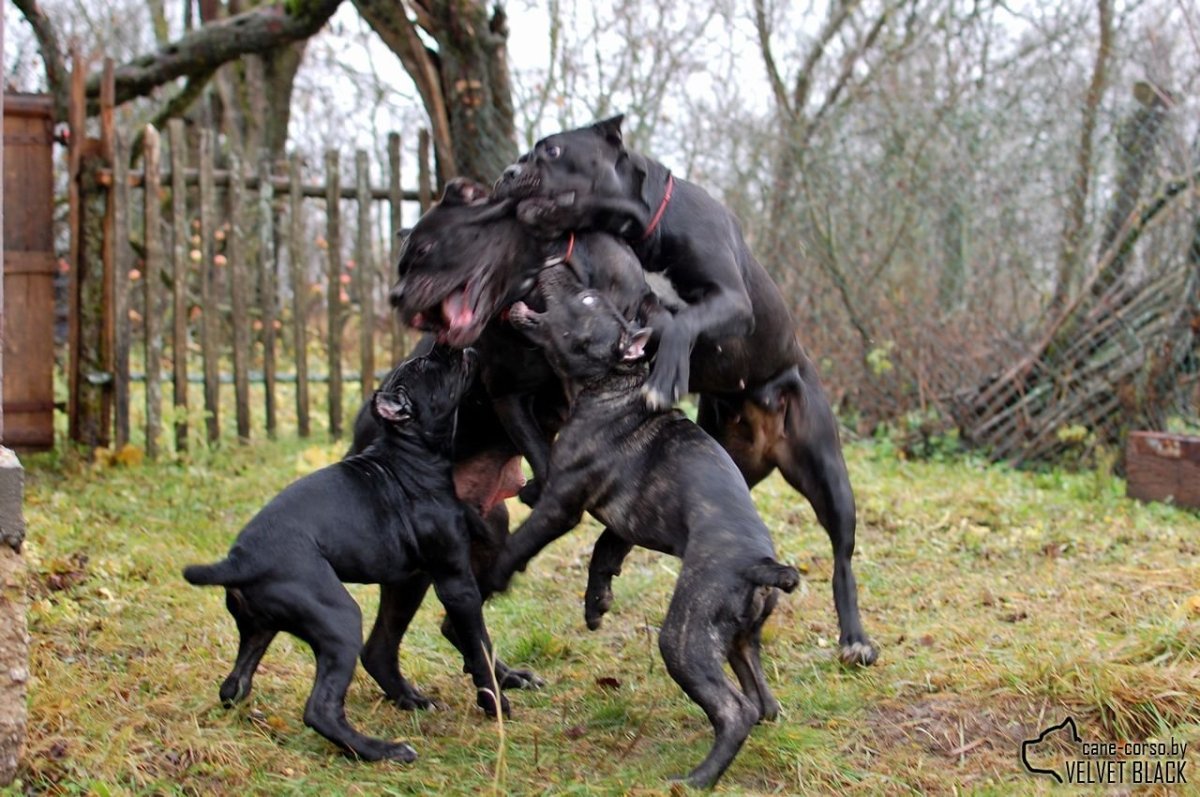 Кане Корсо коза Ностра