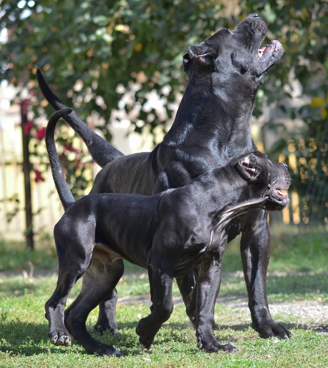 Канарио Цербер