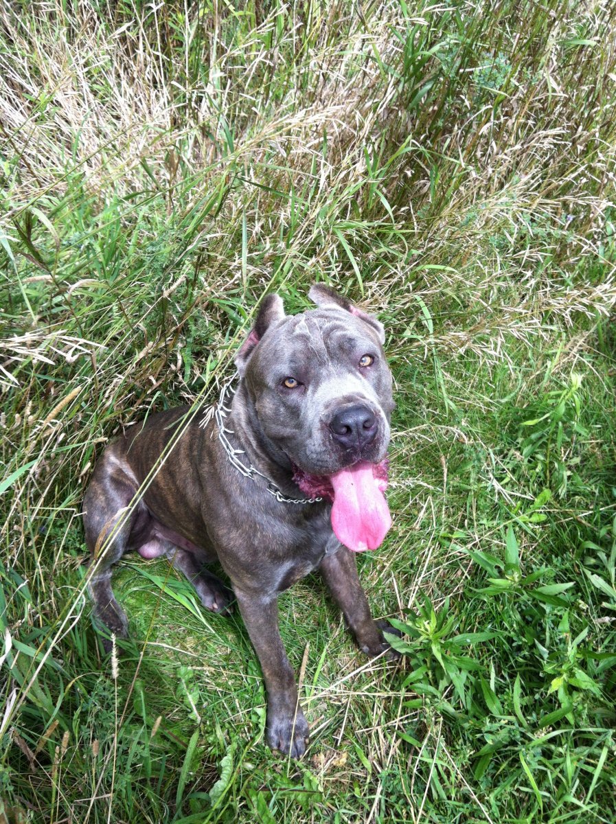 Тату питбуль эскиз