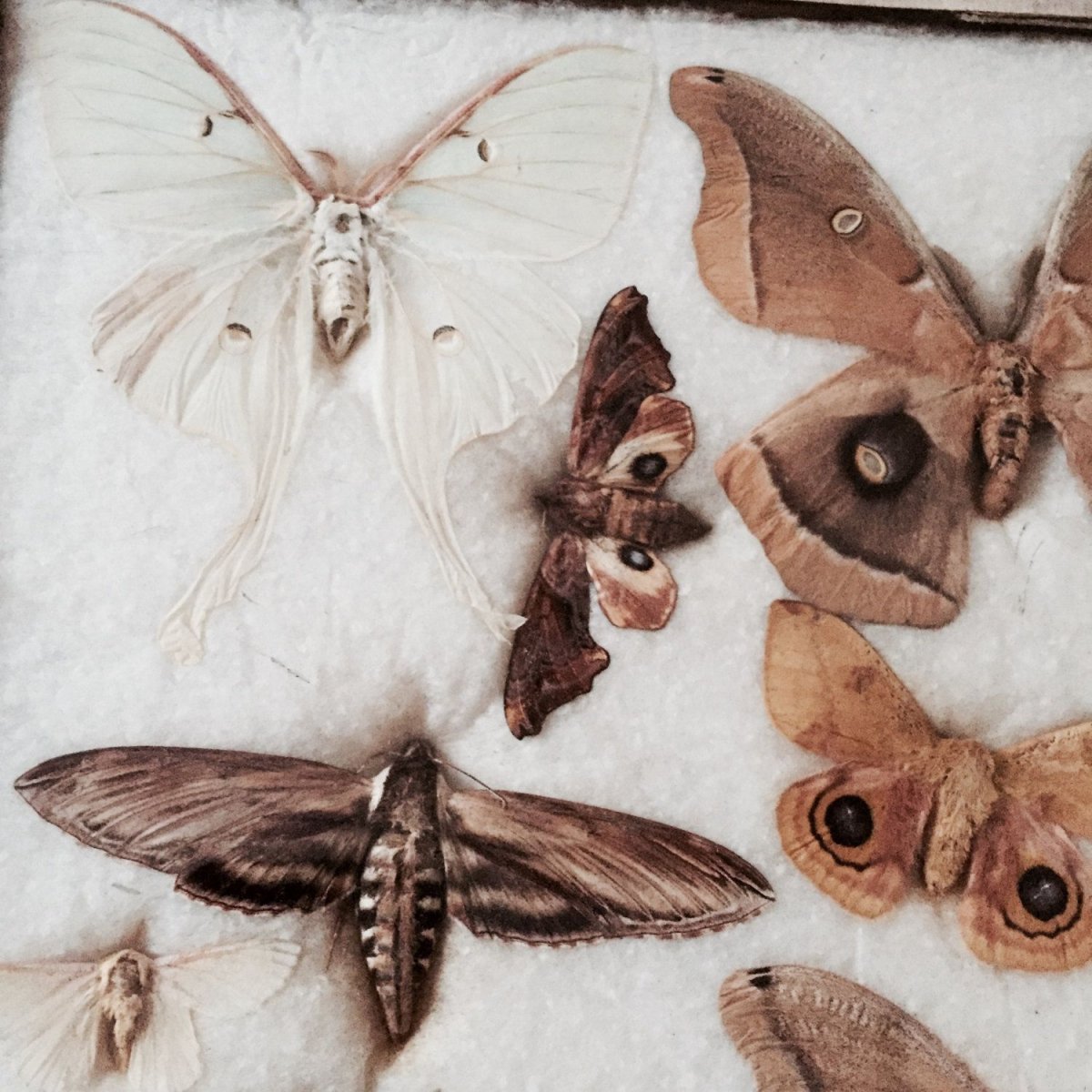 Мотылек бежевый