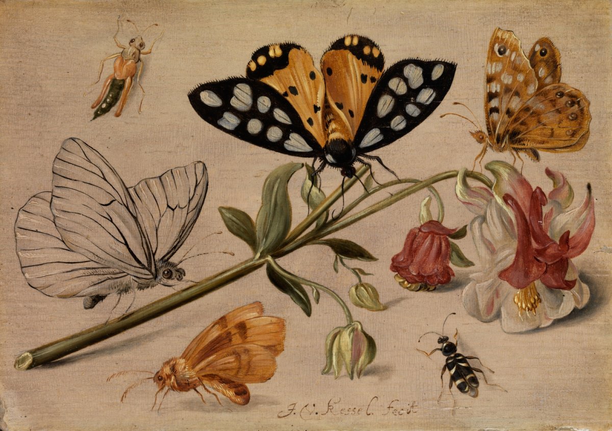 Ян Ван Кессель картины насекомых