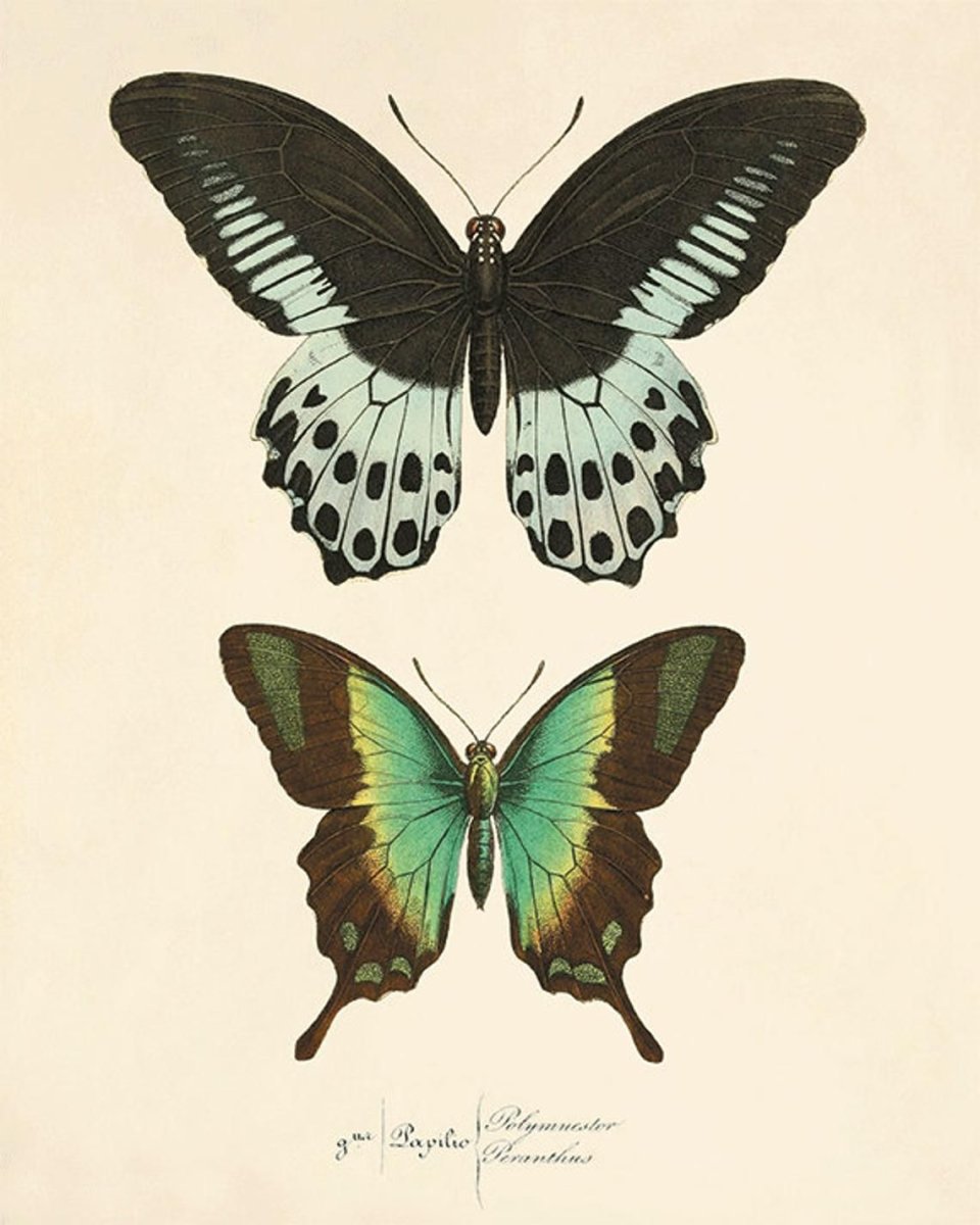 Бабочка арт