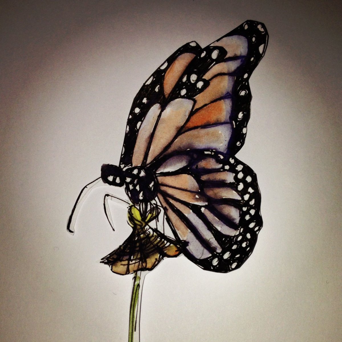 Бабочки Пинтерест