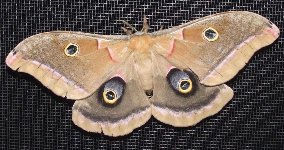 Референс мотыльков