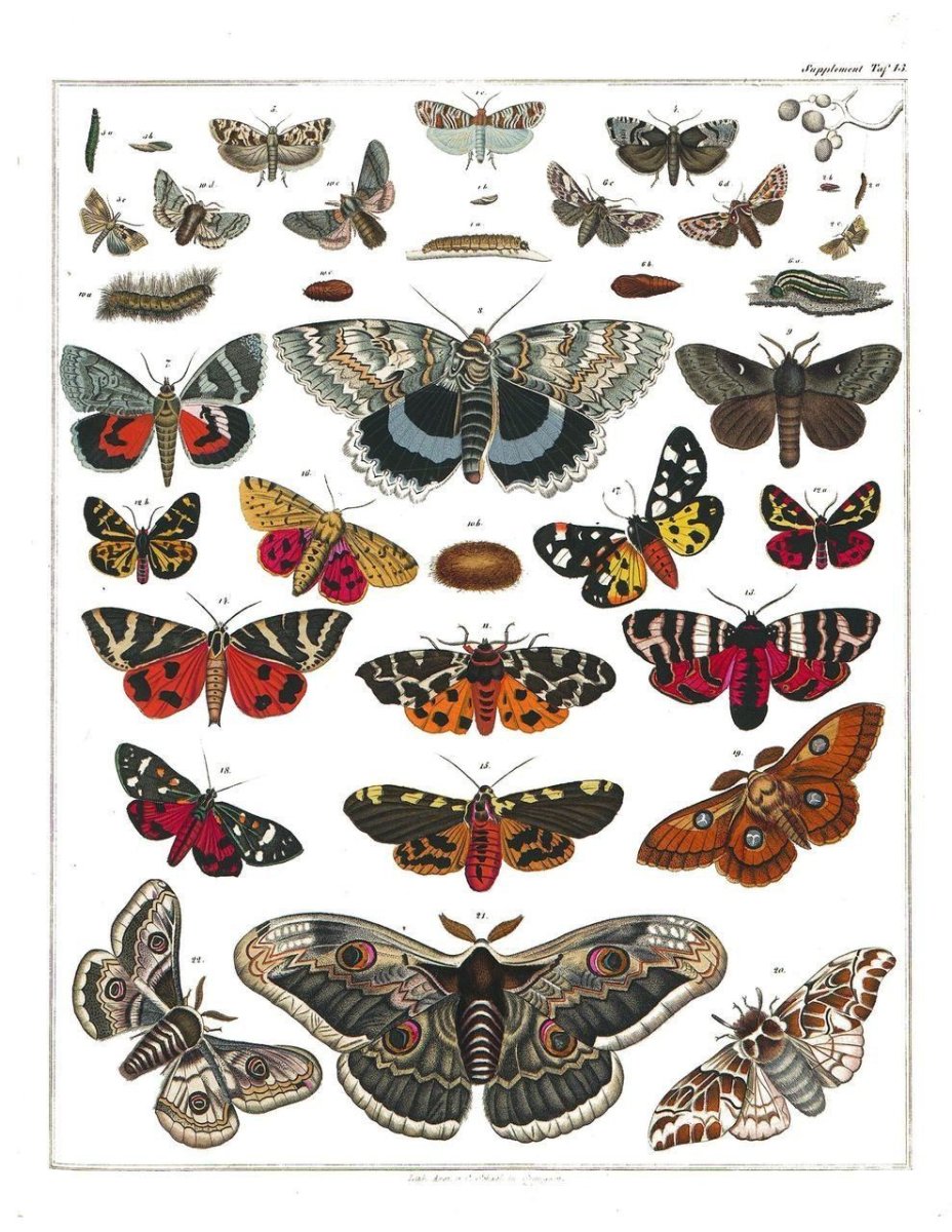 Бабочки Зоология