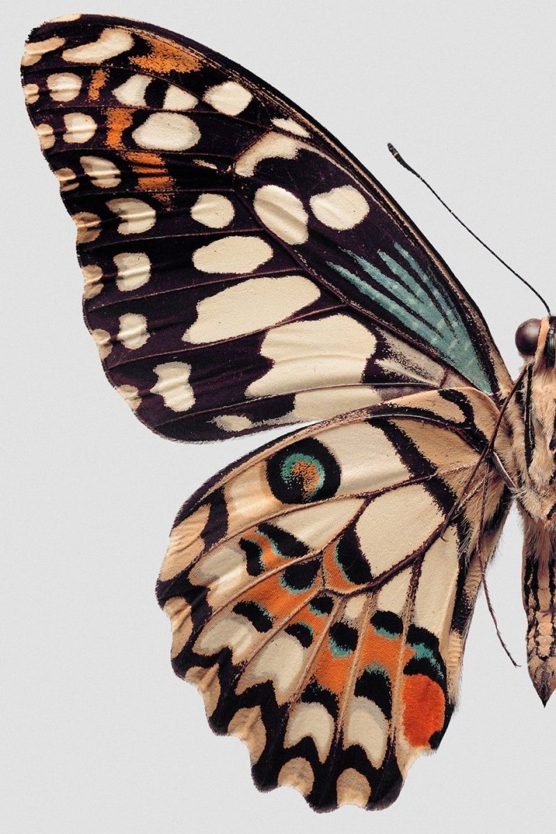 Крылья бабочки