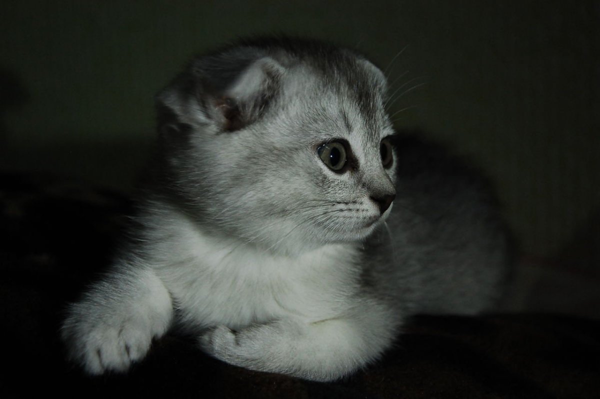 Шотландская вислоухая серая шиншилла