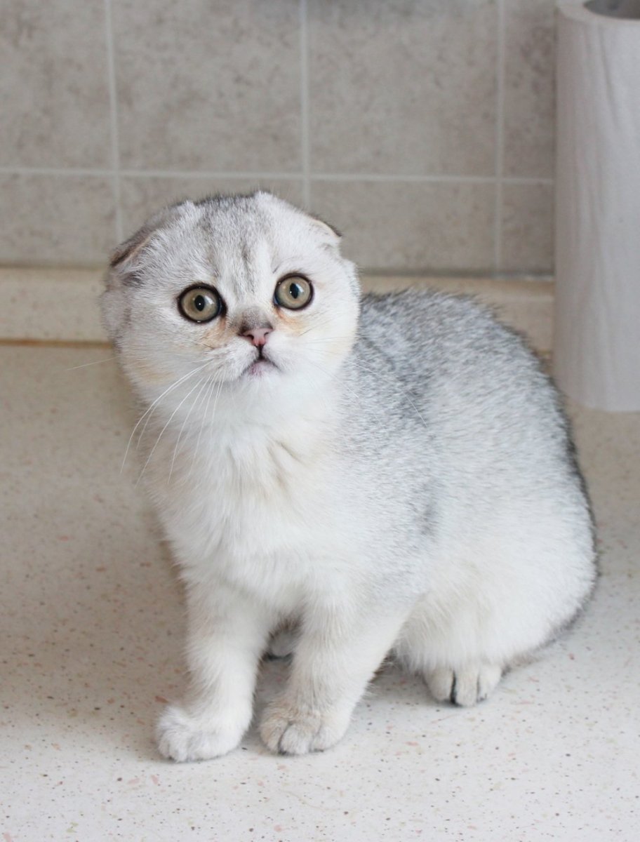 Серебристая шиншилла вислоухая