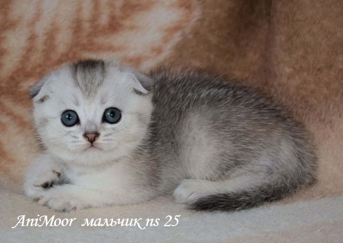 Шотландская вислоухая кошка шиншилла