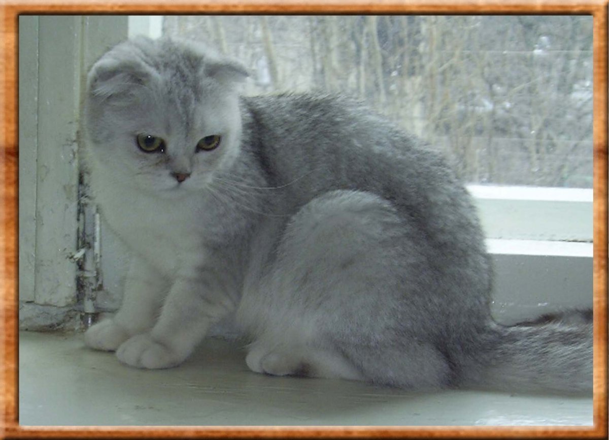 Шотландская вислоухая кошка шиншилла серебристая
