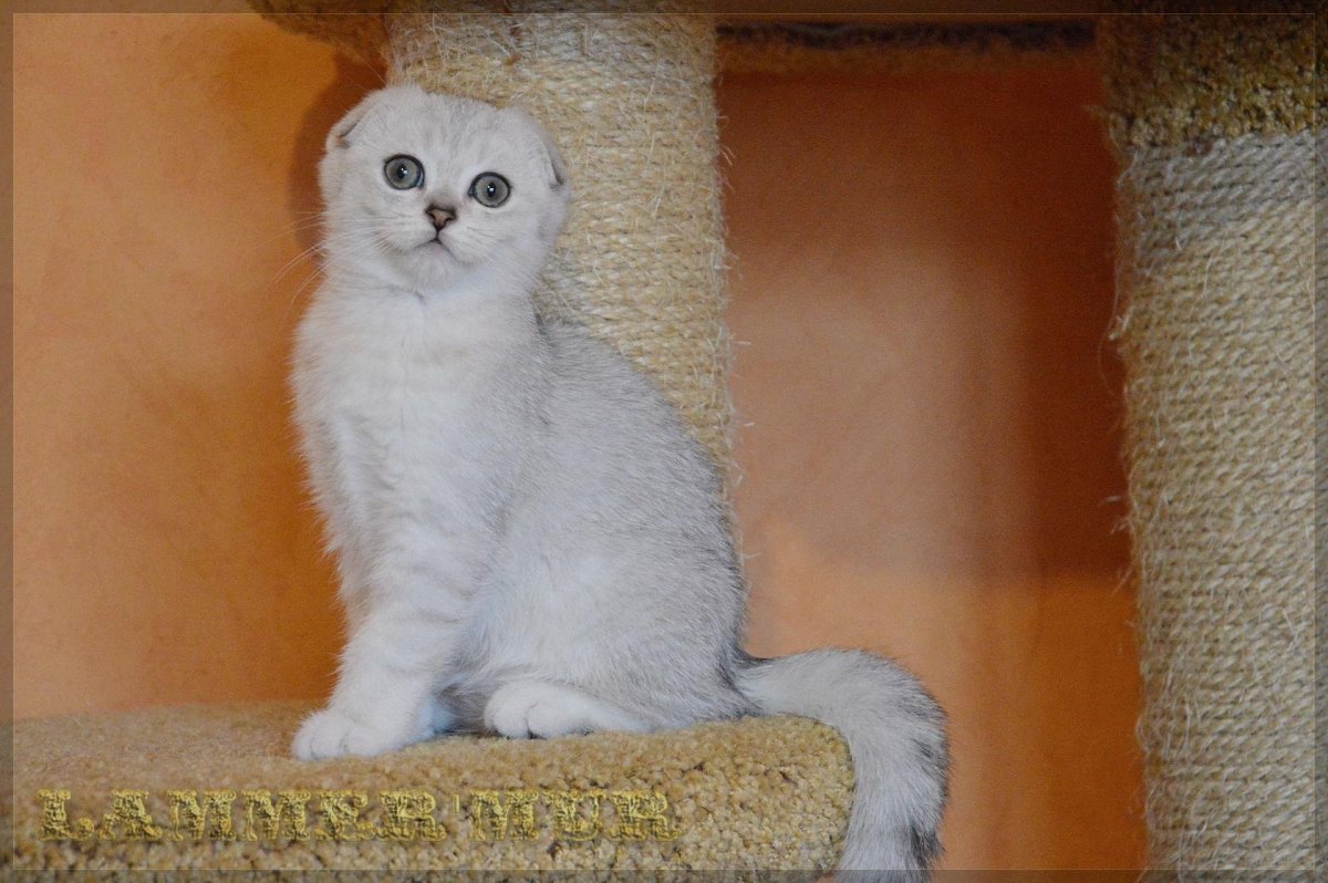 Золотая и серебристая шиншилла Шотландская