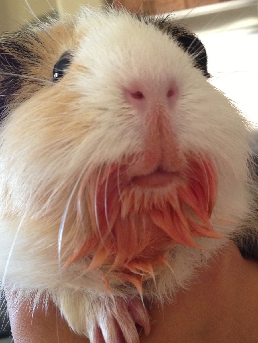 Насморк у морской свинки