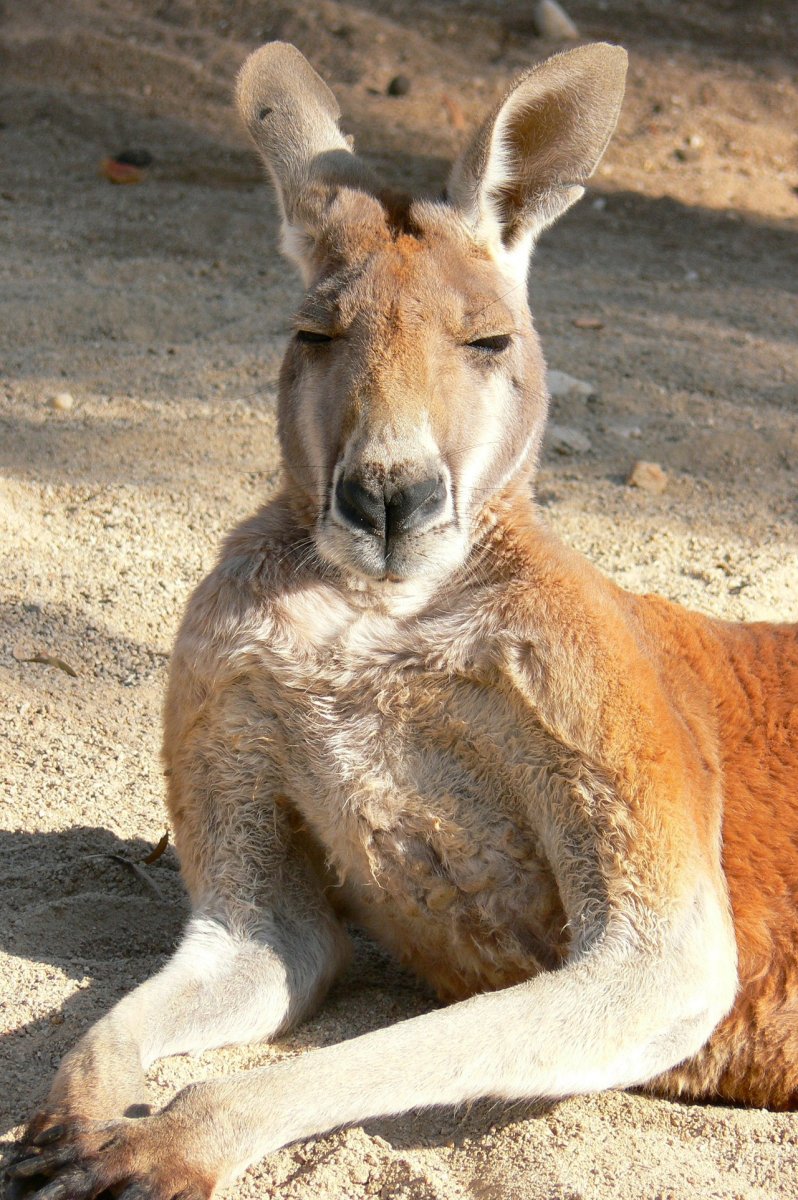 Рыжий кенгуру Австралии