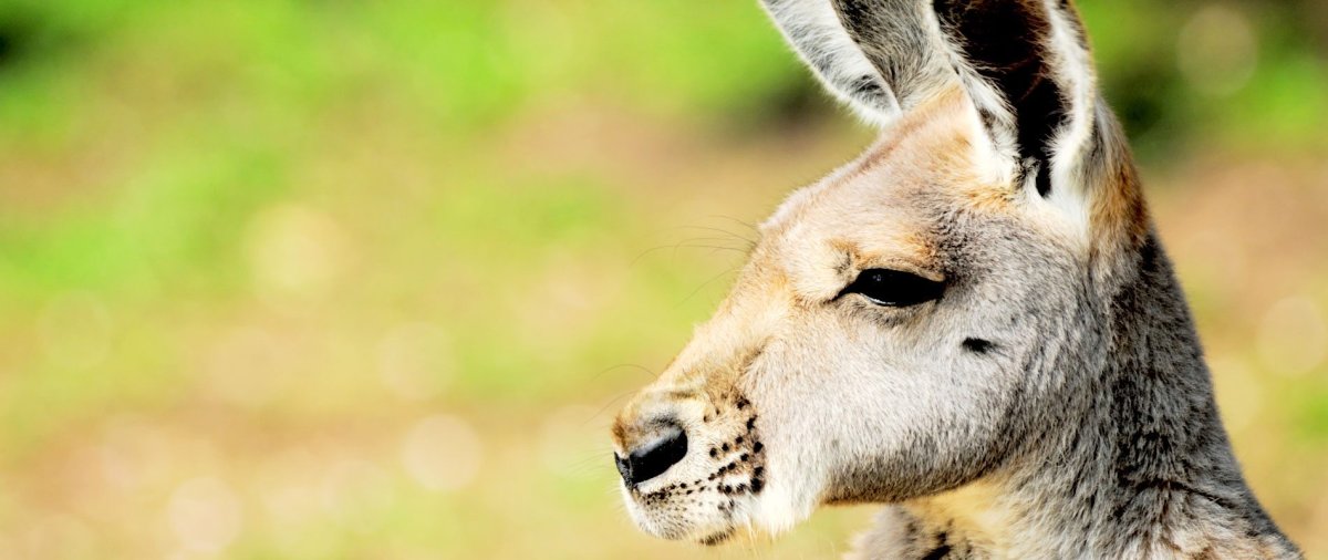 Голова кенгуру