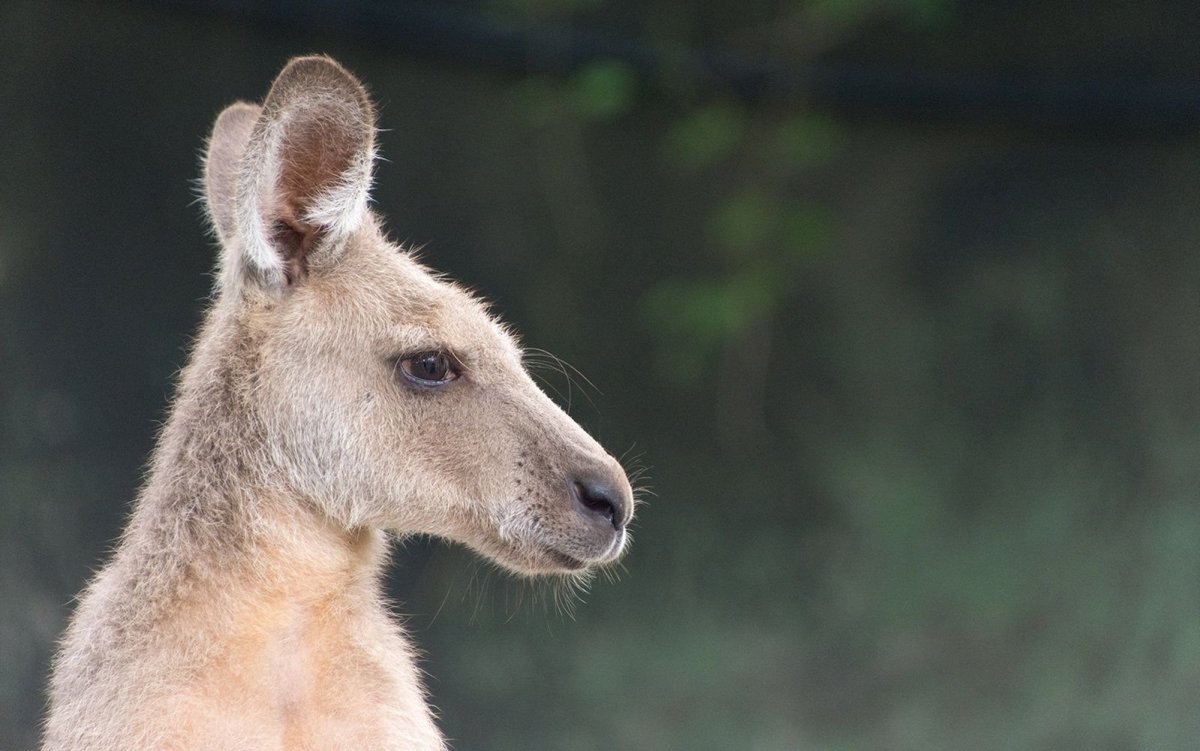 Голова кенгуру