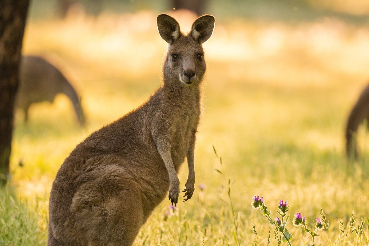 Кенгуру Маклея