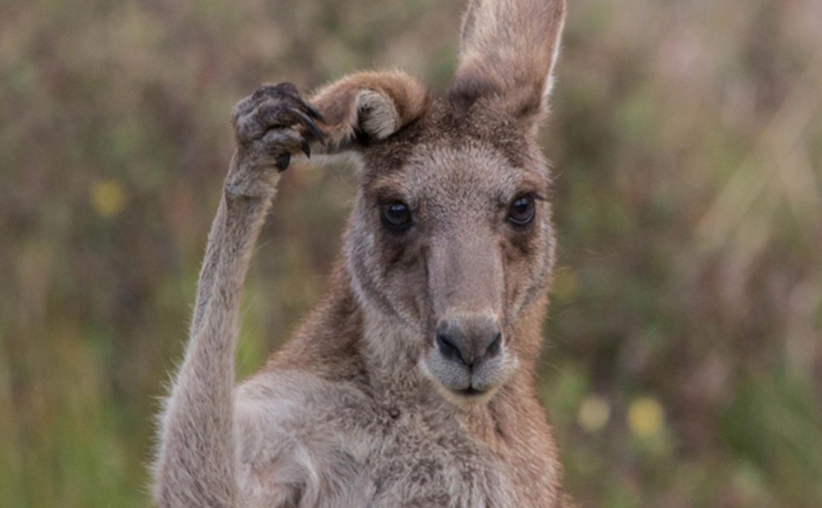 Грустный кенгуру