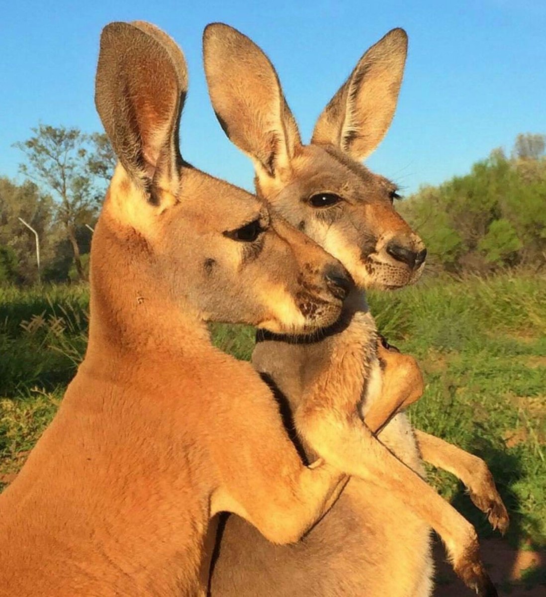 Кенгуру, животные