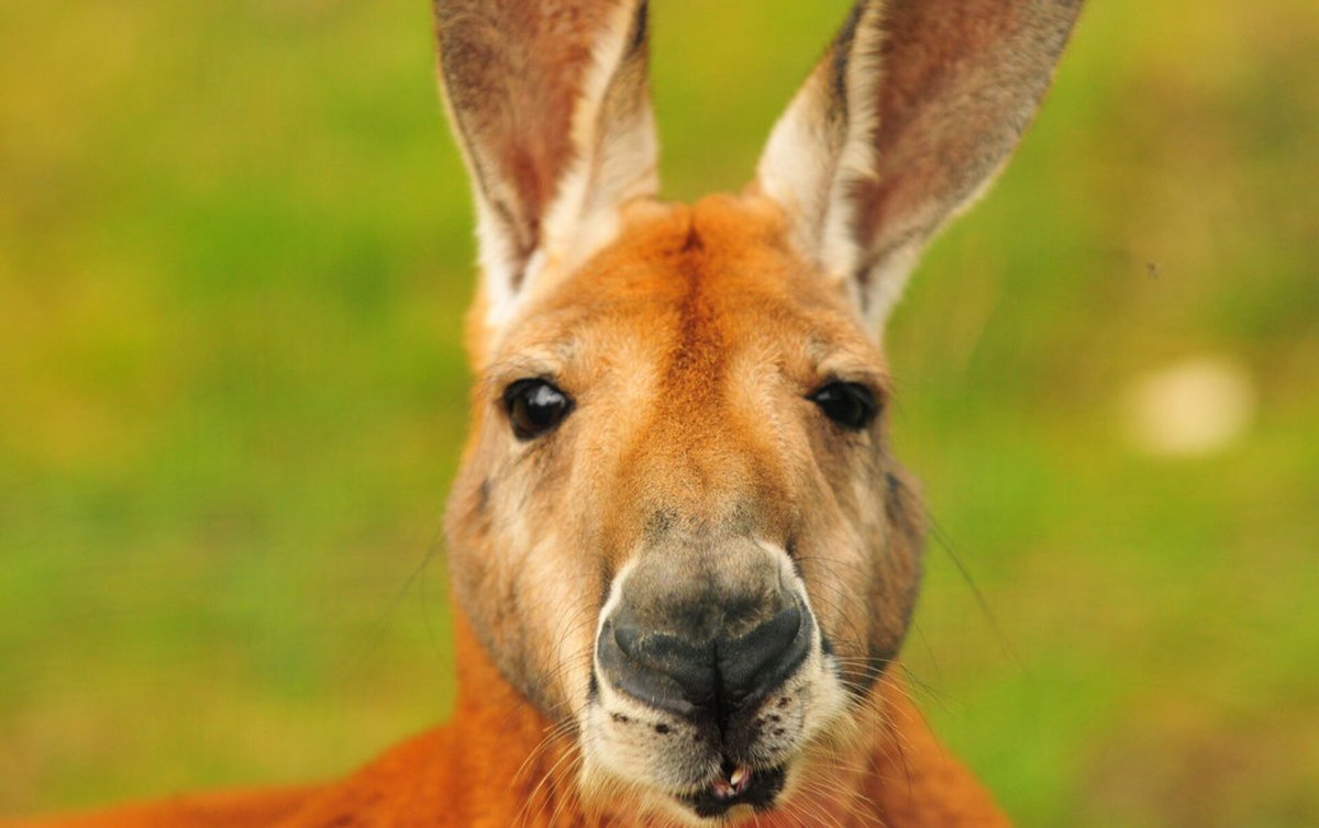 Кенгуру фотопортрет