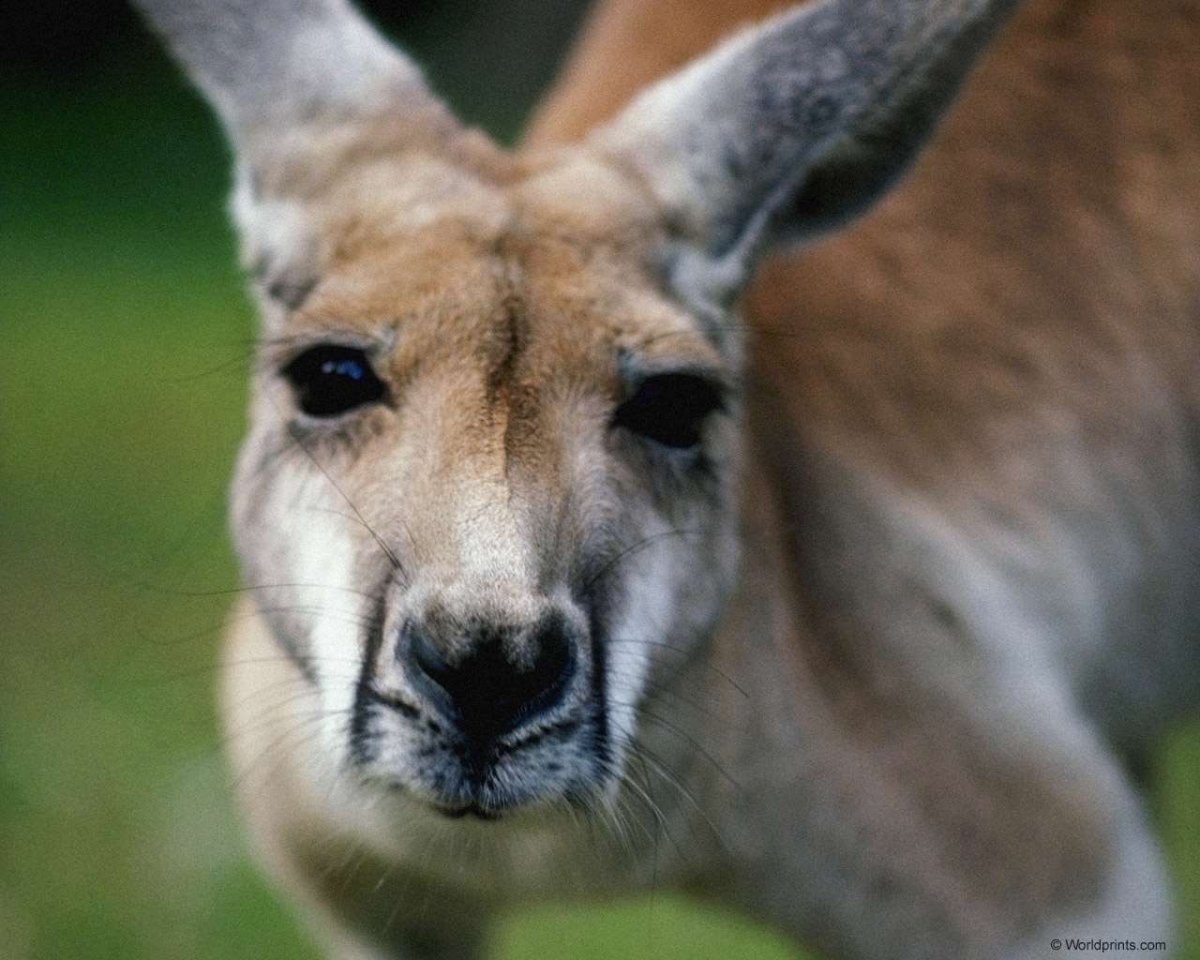 Глаза кенгуру